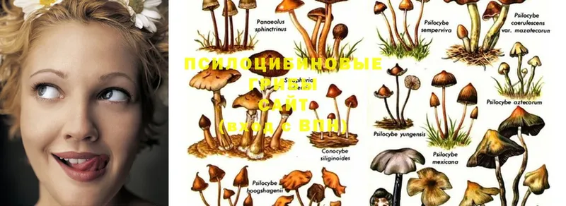 Псилоцибиновые грибы Magic Shrooms  хочу наркоту  Нижняя Тура 